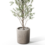 Plants collection 1065