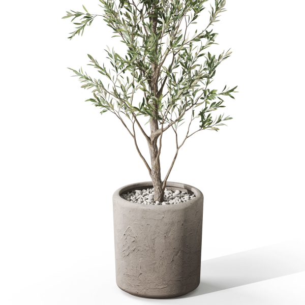 Plants collection 1065