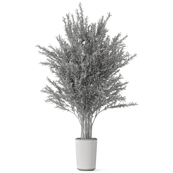 Plants collection 1067