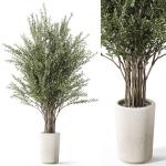 Plants collection 1067