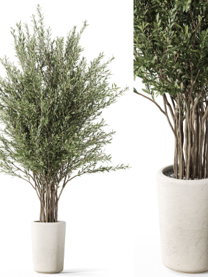 Plants collection 1067