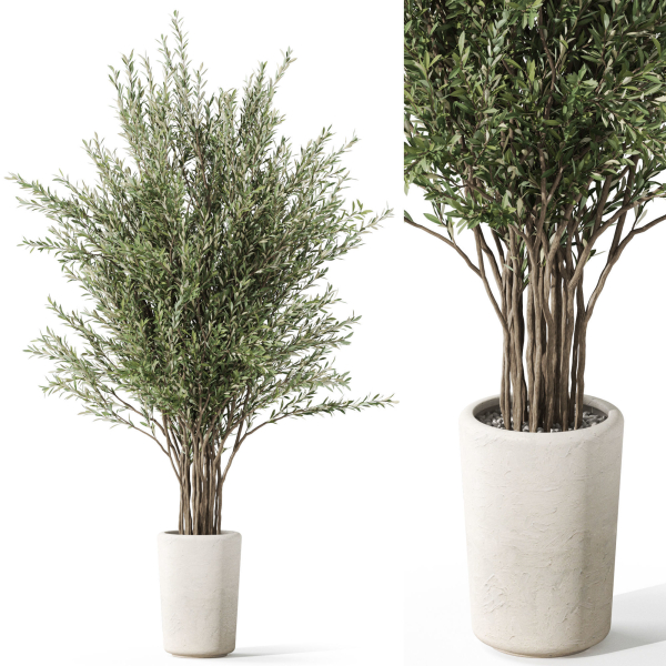Plants collection 1067