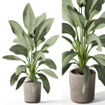 Plants collection 1068