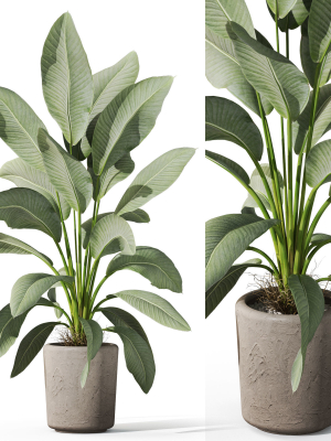 Plants collection 1068
