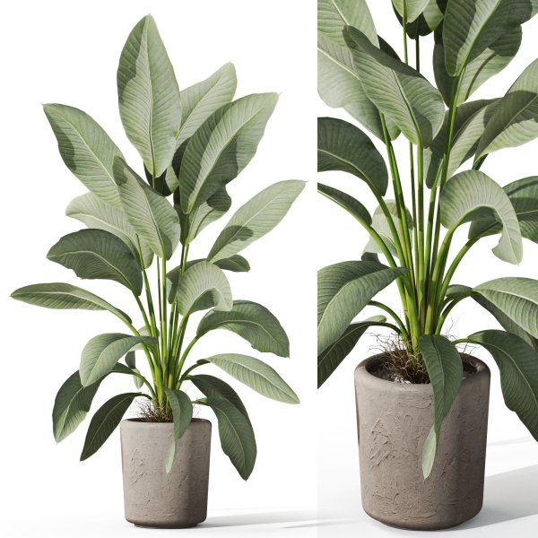 Plants collection 1068