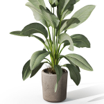 Plants collection 1068