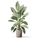 Plants collection 1068