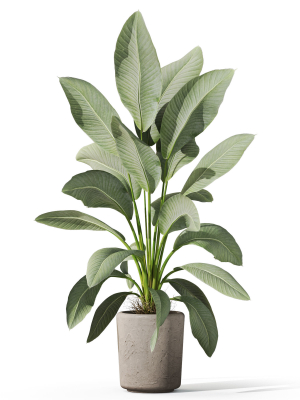 plants-collection-1068-3d-model-4c6810b3d3