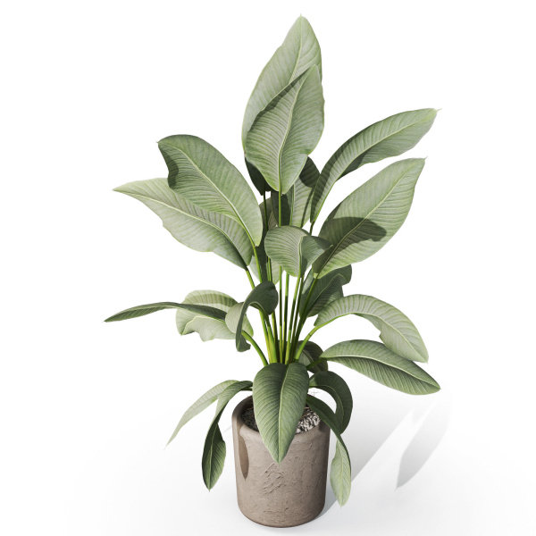 Plants collection 1068