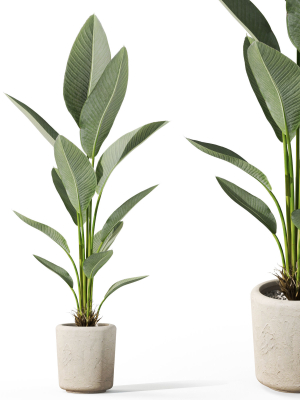 Plants collection 1069