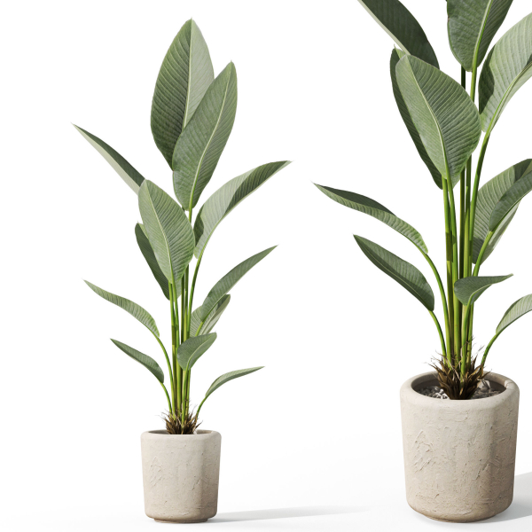 Plants collection 1069