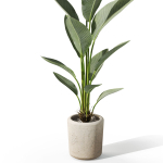 Plants collection 1069