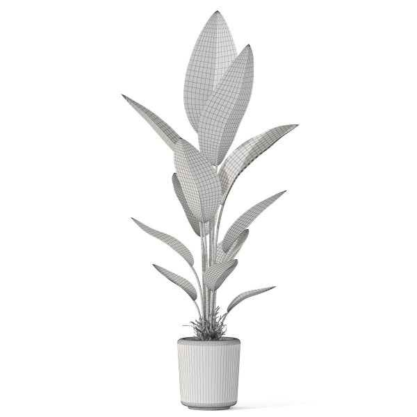 Plants collection 1069