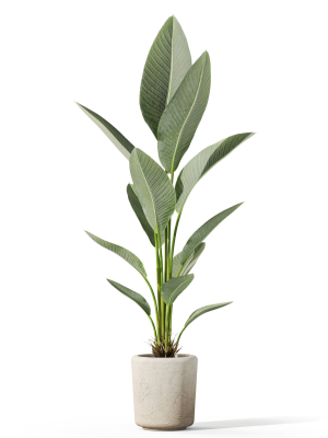 plants-collection-1069-3d-model-d92539daf9