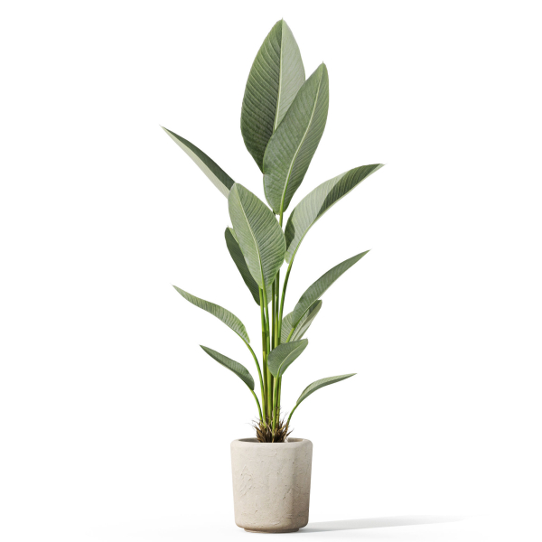 Plants collection 1069