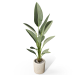 Plants collection 1069