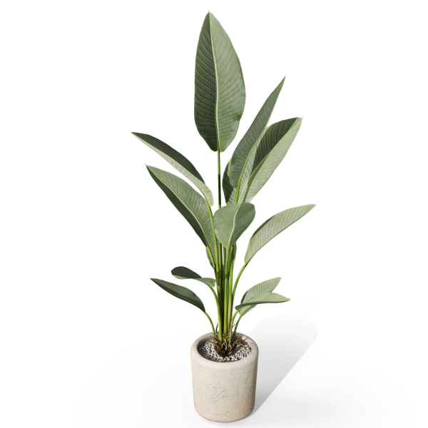 Plants collection 1069