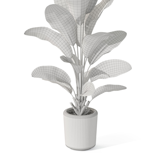 Plants collection 1070