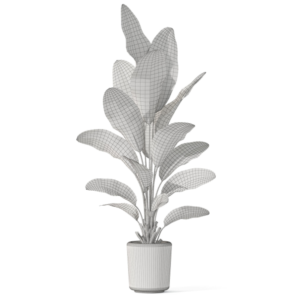 Plants collection 1070