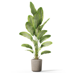 Plants collection 1070