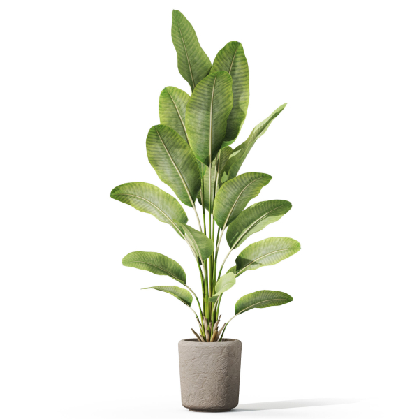 Plants collection 1070