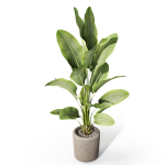 Plants collection 1070