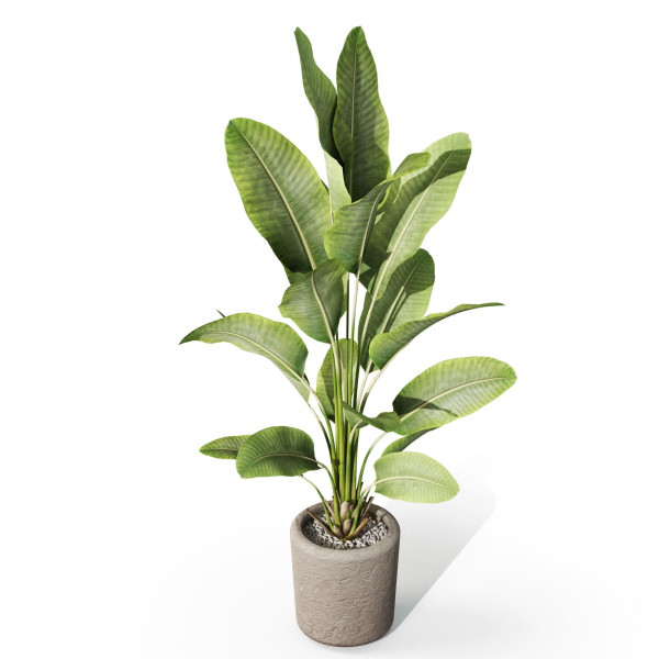 Plants collection 1070
