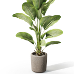Plants collection 1070
