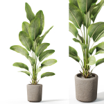 Plants collection 1070