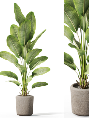Plants collection 1070