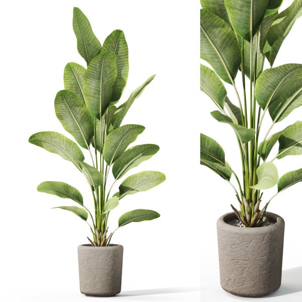 Plants collection 1070