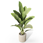 Plants collection 1071