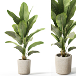 Plants collection 1071