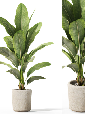 Plants collection 1071