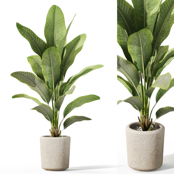Plants collection 1071