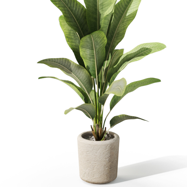 Plants collection 1071
