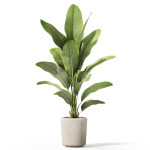 Plants collection 1071