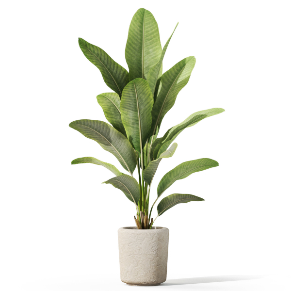 Plants collection 1071