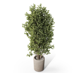 Plants collection 1072