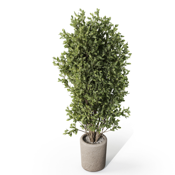 Plants collection 1072