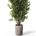 Plants collection 1072