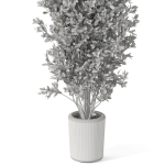 Plants collection 1072