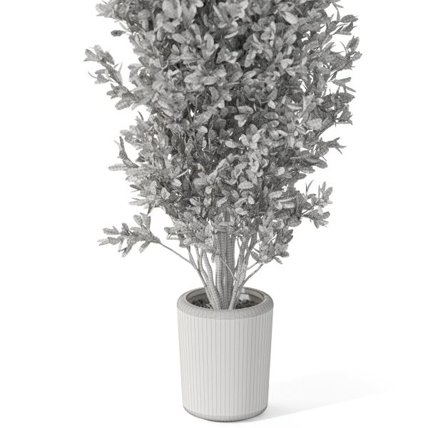 Plants collection 1072