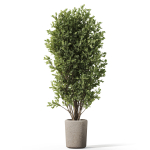 Plants collection 1072