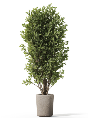 plants-collection-1072-3d-model-8a9d56d9a9