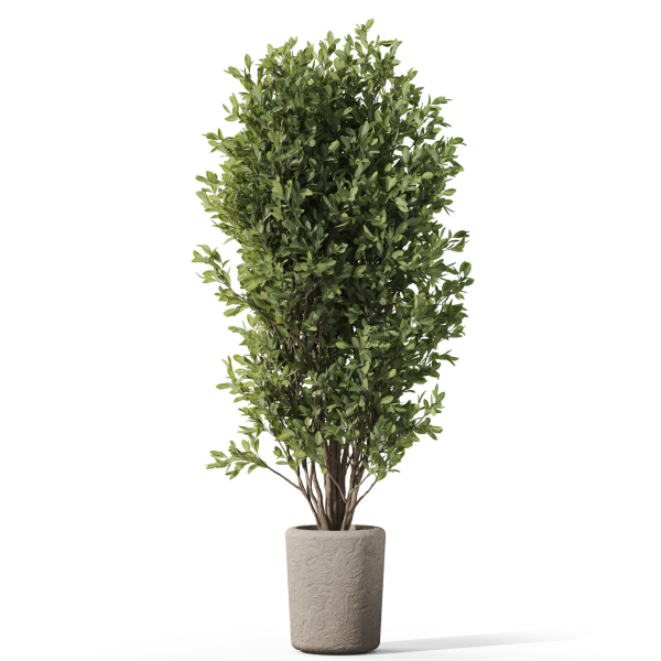 Plants collection 1072