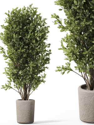 Plants collection 1072