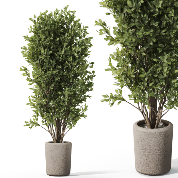 Plants collection 1072