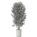 Plants collection 1072