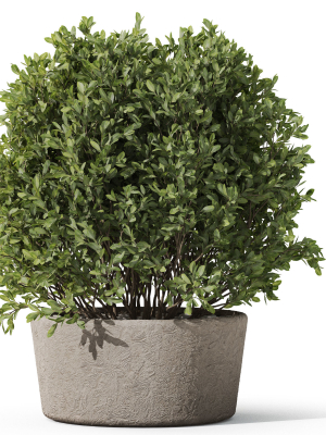 Plants collection 1073